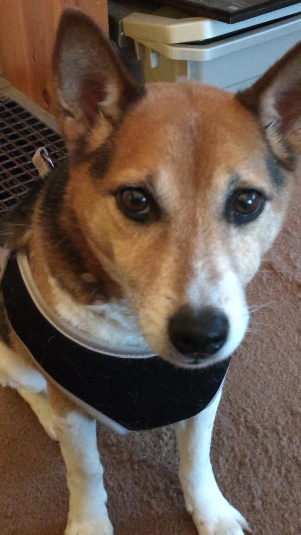 /images/uploads/griffin pond animal shelter/loveyourpet2018/entries/6592thumb.jpg